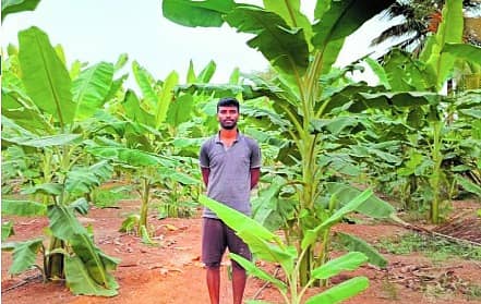 <div class="paragraphs"><p>ಹಾರೋಹಳ್ಳಿ ತಾಲೂಕಿನ ಮರಳವಾಡಿ ಹೋಬಳಿಯ ಪುರದೊಡ್ಡಿ ಗ್ರಾಮದ ಪ್ರಗತಿಪರ ಕೃಷಿಕ ಕೆ ಪ್ರಶಾಂತ್ ಬೆಳೆದಿರುವ ಬಾಳೆ ತೋಟ</p></div>